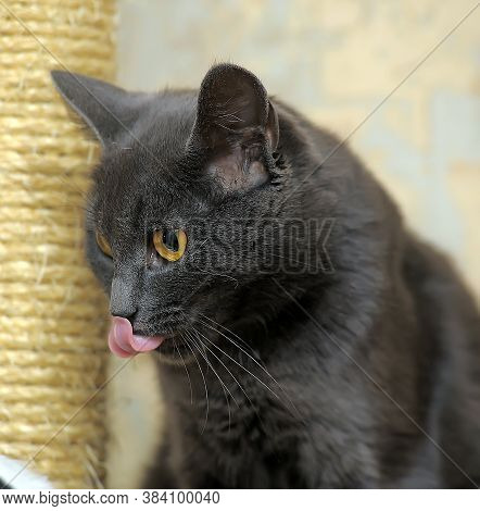 Gray Russian Blue Cat And A Column Of Scratching