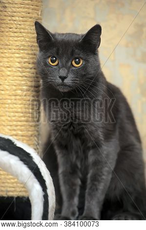Gray Russian Blue Cat And A Column Of Scratching