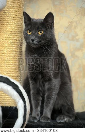 Gray Russian Blue Cat And A Column Of Scratching