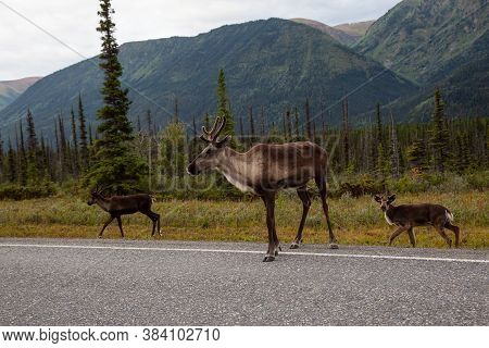 Cariboo Family Walking On A Scenic Road During A Cloudy Morning Sunrise. Taken In Northern Canadian 