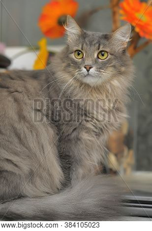 Beautiful Fluffy Gray Cat And Orange Flowers