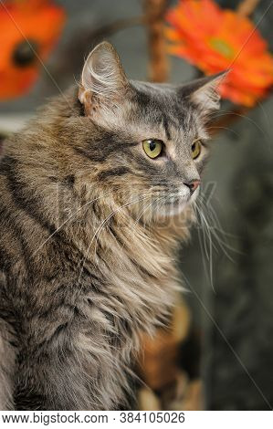 Beautiful Fluffy Gray Cat And Orange Flowers