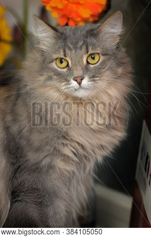 Beautiful Fluffy Gray Cat And Orange Flowers