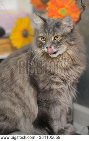 Beautiful Fluffy Gray Cat And Orange Flowers