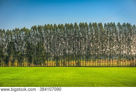 Trees In A Row With Blue Sky And Green Grass