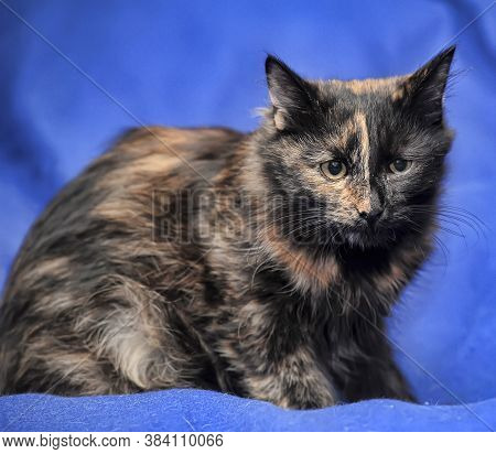 Young Tortoiseshell. Cat