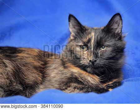 Young Tortoiseshell. Cat
