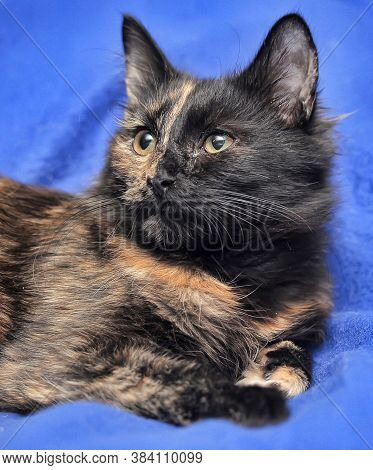 Young Tortoiseshell. Cat