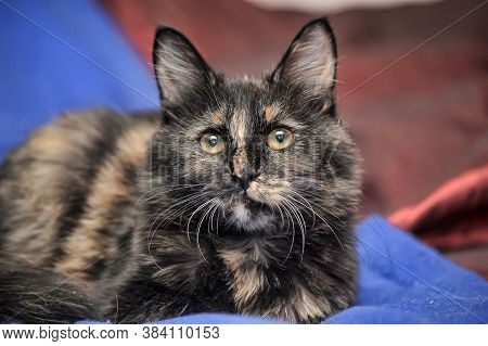 Young Tortoiseshell. Cat
