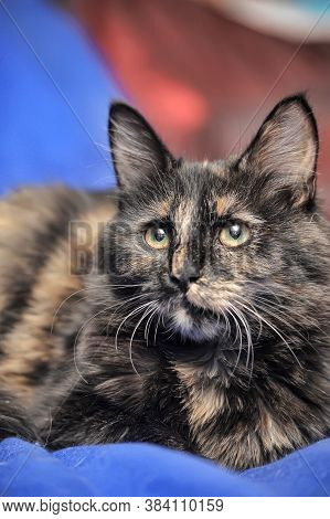 Young Tortoiseshell. Cat