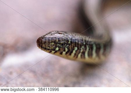 Island Glass Lizard Ophisaurus Compressus Is A Legless Lizard
