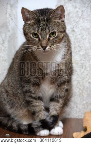 Sad Tabby Cat In The Shelter - Portrait