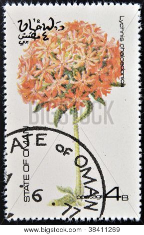 โอมาน - เซอร์กา 1977: แสตมป์พิมพ์ในโอมานให้ดอกไม้แสดง lychnis chalcedonica เซอร์กา 1977