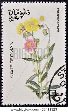 OMAN - CIRCA 1977: stempel trykt i Oman dedikeret til blomster viser Helianthemum circa 1977