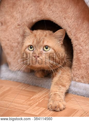 Cat Sitting On The Cat's Plush House