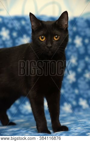 Black Cat With Amber Eyes On A Blue Background