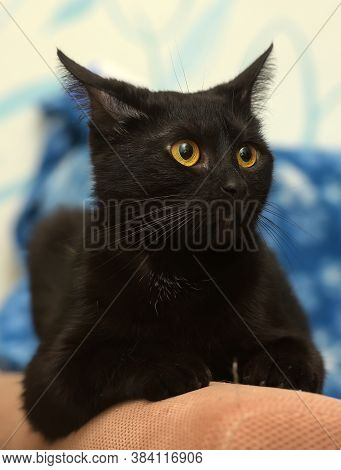 Black Cat With Amber Eyes On A Blue Background