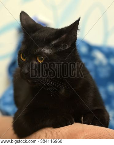 Black Cat With Amber Eyes On A Blue Background