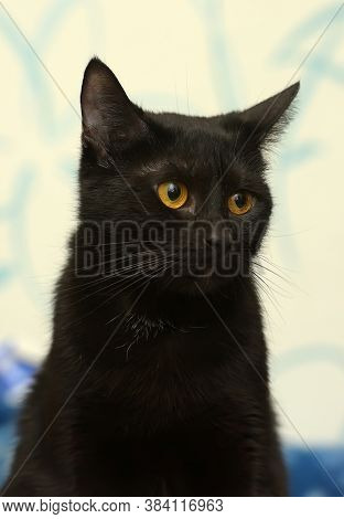 Black Cat With Amber Eyes On A Blue Background