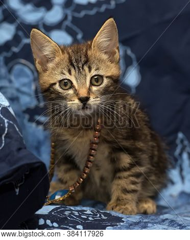 Cute Brown Striped Kitten On A Blue Background With A Beads On His Neck