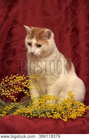 White With A Red Cat And Mimosa On A Red Background