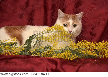White With A Red Cat And Mimosa On A Red Background