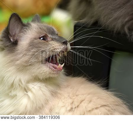 Beautiful Fluffy Cat Of Siamese Color Hisses
