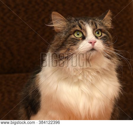 White With Brown Fluffy Cat.