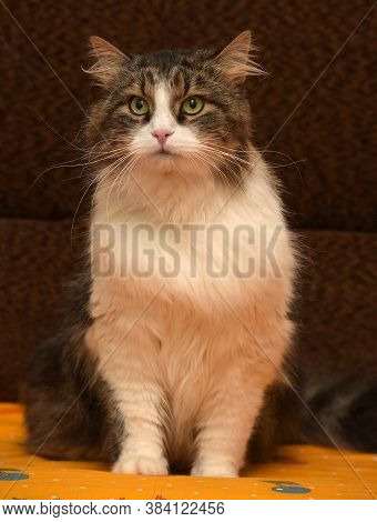 White With Brown Fluffy Cat.