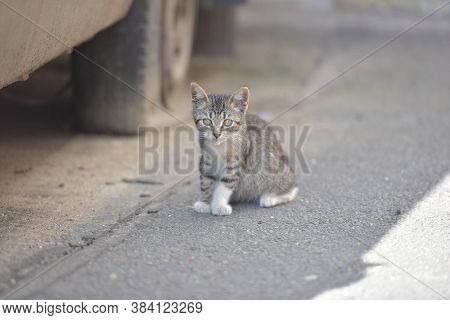 Little Kitten On The Street, Homeless Kitten