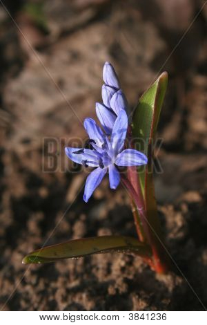 Alpské Squill