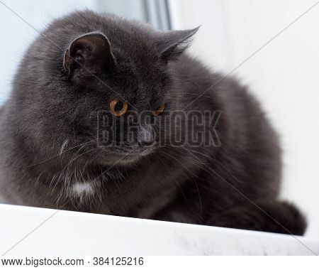 Gray Cat With A White Speck On The Chest