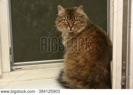 Siberian Cat Sits On The Windowsill Close Up