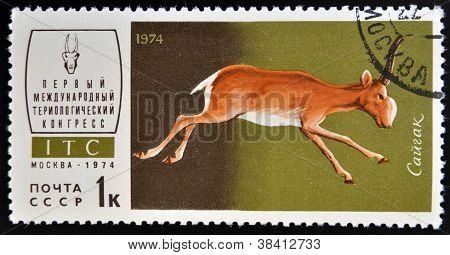 Rusya - 1974 DOLAYLARINDA: Rusya gösterir Saiga 1974 dolaylarında basılmış damga