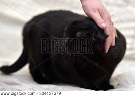 Black Cat Being Petted On The Head