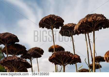 Close-up Of The Wilted Umbels Of A Fernleaf Yarrow Or Achillea Filipendulina In Late Summer