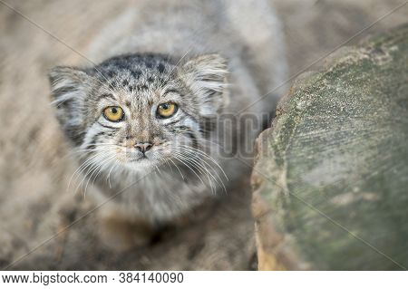 Pallas's Cat  (otocolobus Manul). Manul Is Living In The Grasslands And Montane Steppes Of Central A