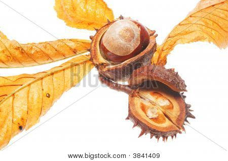 Conker og blade