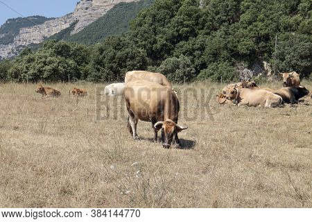 Domestic Cows, Grazing In The Fields Of Sallent, Brown In Color