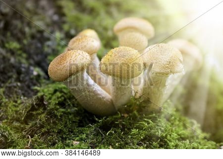 Honey Fungus (armillaria Mellea) Grows On Old Felled Birch Trees. A Group Of Edible Stump Mushroom.