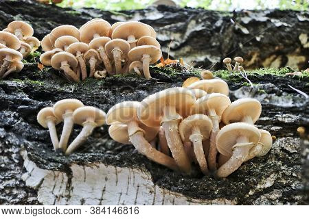 Honey Fungus (armillaria Mellea) Grows On Old Felled Birch Trees. A Group Of Edible Stump Mushroom.