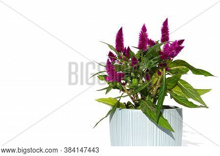 Potted Cockscomb Celosia Plant Isolated On White. Pink Flower Of Celosia Is In The Family Amaranthac