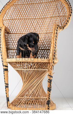 A Portrait Of A Cute Jack Russel Terrier Dog, Standing On A Rattan Chair, Isolated On A White Backgr