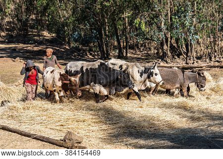 Gondar, Ethiopia - Feb 07, 2020: Agricultural Population Working On The Farms Between Gondar And The