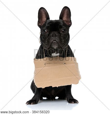 free french bulldog puppies for adoption