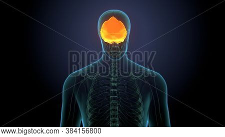 Human Skeleton Skull Frontal Bone Anatomy For Medical Concept 3d Illustration