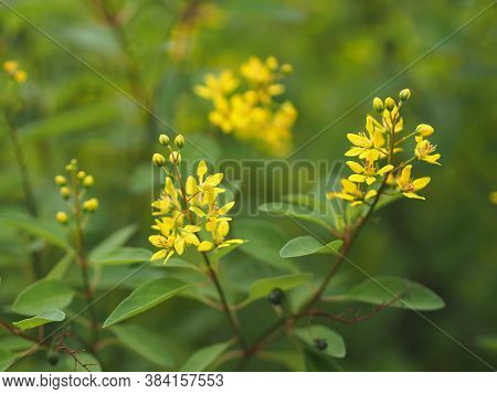 Little Yellow Flower Thryallis Glauca, Galphimia, Gold Shower Medium Shrub Dark Yellow Flowers Inflo