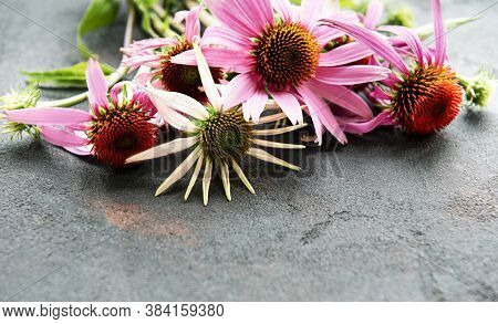 Echinacea Flower On A Background Of Black Concrete