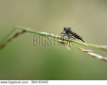 Assassin Fly (asilidae Sp.), Robber Fly Closeup Of Insect Perched On Grass Blade