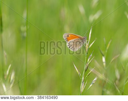 Small Heath (coenonympha Pamphilus) Butterfly On Grass Blade, Green Meadow Background